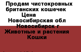 Продам чистокровных британских кошечек  › Цена ­ 3 500 - Новосибирская обл., Новосибирск г. Животные и растения » Кошки   